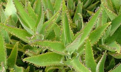 Kalanchoe βάμμα για τη θεραπεία των κιρσών φλεβών